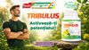 Vitalitate, energie și tonus:  cum te poate susține  Tribulus terrestris  în perioadele solicitante