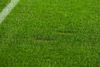 Gazonul de pe Giulești la meciul Rapid - FC Argeș FOTO GOLAZO (6).jpeg