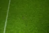 Gazonul din Giulești la Rapid - Corvinul FOTO GOLAZO (2).jpg