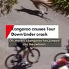 Doi canguri au provocat haos în Turul Down Under. Jay Vine a căzut de pe bicicletă (FOTO: 7News Adelaide)
