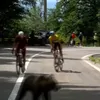 Un urs le-a tăiat calea cicliștilor în Turul Sibiului (FOTO: captură YouTube - Livestream Romania)