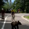Un urs le-a tăiat calea cicliștilor în Turul Sibiului (FOTO: captură YouTube - Livestream Romania)