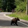 Un urs le-a tăiat calea cicliștilor în Turul Sibiului (FOTO: captură YouTube - Livestream Romania)