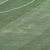 Gazonul de pe Ghencea înainte de FCSB - FC Argeș. FOTO Theodor Jumătate GOLAZO.ro