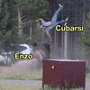Enzo vs. Cubarsi