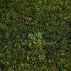 Starea gazonului de pe „Ilie Oană”, înainte de Petrolul - Rapid. Foto: Vlad Nedelea/GOLAZO.ro