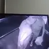 Regis Pitbull, fost fotbalist la Corinthians, în timp ce agresează un bărbat în vârstă într-un lift. Foto: ge.globo.com