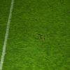 Gazonul din Giulești la Rapid - Corvinul FOTO GOLAZO (2).jpg