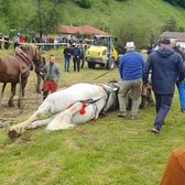 Caz șocant în România  Poliția a intervenit, după ce un cal, evaluat la 20.000 de euro,   a murit de epuizare  la finalul unui concurs!