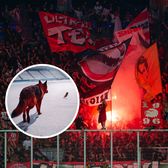 „E instigare!”  Suporterii lui Dinamo reacționează după clipul postat de club:   „Lipsă de decență  și de respect față de adversar”