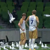 Invazia pescărușilor     VIDEO.  Meci întrerupt, după ce păsările au aterizat pe gazon: „Se pare că   Hitchcock s-a inspirat de aici”