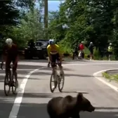 Atenție, cicliști: urs pe traseu!  Imaginile din   Turul Sibiului  fac înconjurul lumii: „În România se întâmplă chestii nebunești”. Au ajuns și în Marca
