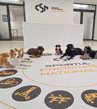 Sprijin pentru câinii utilitari Animalele salvatoare se vor putea  antrena gratuit  în complexul „Arcul de Triumf”: „Avem multe de învățat din bunătatea lor”