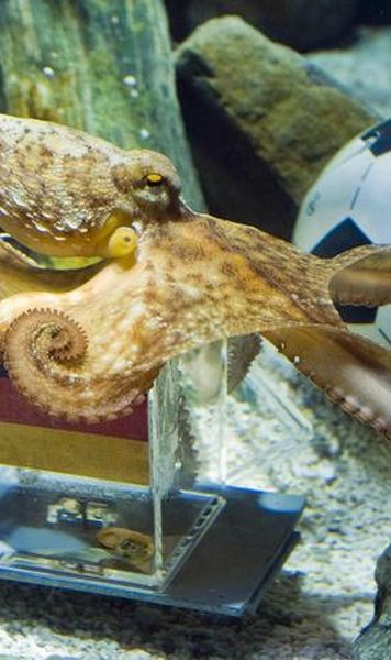 "Caracatita-oracol" prezice: Germania invinge Argentina la Mondial