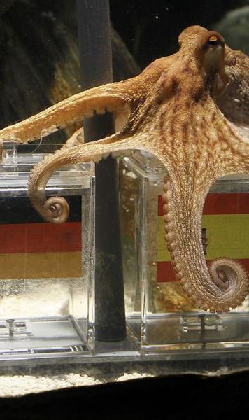 Suporterii germani: Omorati caracatita Paul!