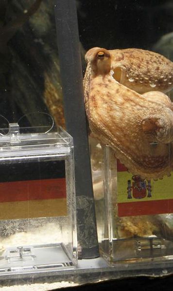 ​INEDIT/ Vezi cum ii multumeste un spaniol caracatitei Paul