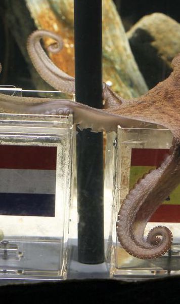 Caracatita Paul, fara greseala la CM/ Oferta de 30.000 de euro pentru "oracolul" Cupei Mondiale