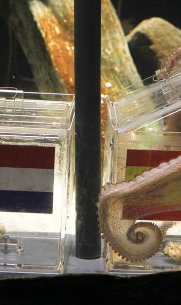 VIDEO Caracatita Paul prezice: Spania, noua campioana a lumii