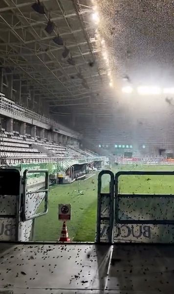 Explicația invaziei de insecte   Coșmarul de la Voluntari   se poate repeta și pe Giulești , la semifinala Olanda U19 - România U19: „Nu există soluții”