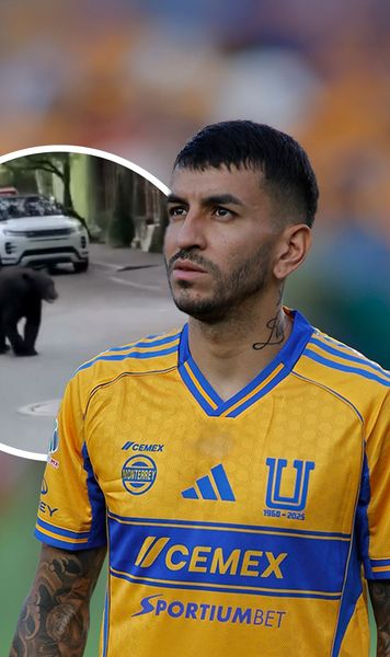 S-a întâlnit cu ursul    VIDEO.  Fostul jucător de la   Atletico Madrid  a avut parte de un moment bizar pe o stradă din Mexic » Reacția soției