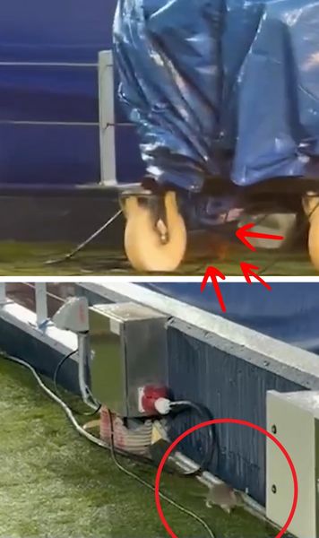 Șobolani pe Camp Nou!  Continuă problemele pe stadionul   Barcelonei,  a cărui renovare a costat 1,5 miliarde de euro