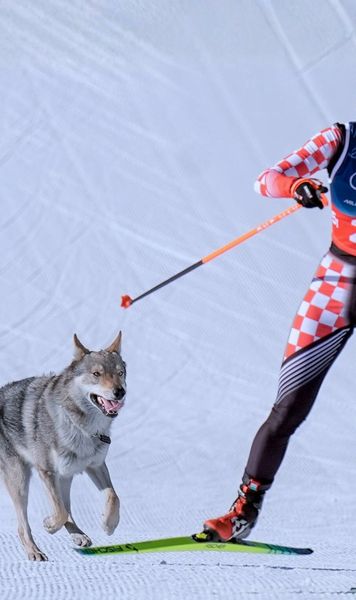 A furat toate privirile    FOTO.  Un câine a oferit   imaginile zilei  la Milano-Cortina »  Ce a făcut patrupedul