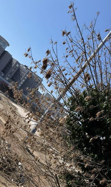 Noul stadion Dinamo    Evoluție importantă  a lucrărilor de la arena din centrul Capitalei » Se trece la faza a doua a proiectului