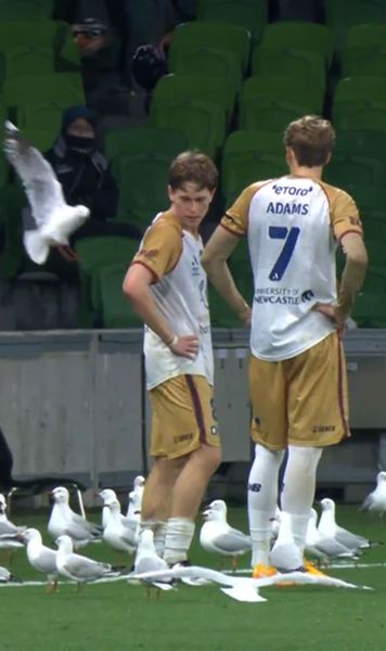 Invazia pescărușilor     VIDEO.  Meci întrerupt, după ce păsările au aterizat pe gazon: „Se pare că   Hitchcock s-a inspirat de aici”