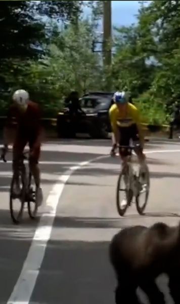 Atenție, cicliști: urs pe traseu!  Imaginile din   Turul Sibiului  fac înconjurul lumii: „În România se întâmplă chestii nebunești”. Au ajuns și în Marca