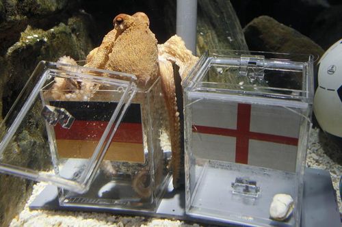 VIDEO O caracatita a prezis ca Germania va invinge Anglia la Mondial