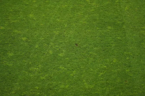 Gazonul de pe Stadionul Arcul de Triumf