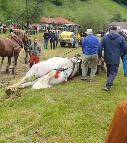 Caz șocant în România  Poliția a intervenit, după ce un cal, evaluat la 20.000 de euro,   a murit de epuizare  la finalul unui concurs!