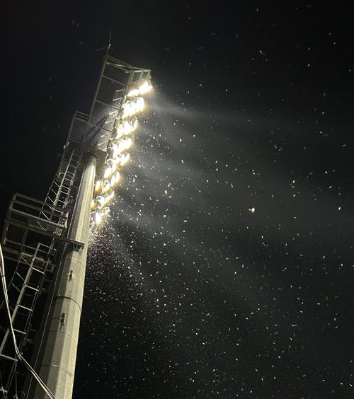 Coșmar pentru jucători și fani    VIDEO:    Invazie de insecte de mari dimensiuni  în România, la meciul naționalei U19 de la Euro 2025