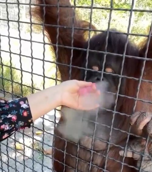 Gest șocant   O sportivă din Rusia   a indignat  întreaga lume, după un clip postat pe internet » Ce a făcut 