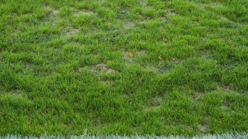 Gazonul de pe „Arcul de Triumf” este afectat de temperaturile extreme. Foto: GOLAZO:ro