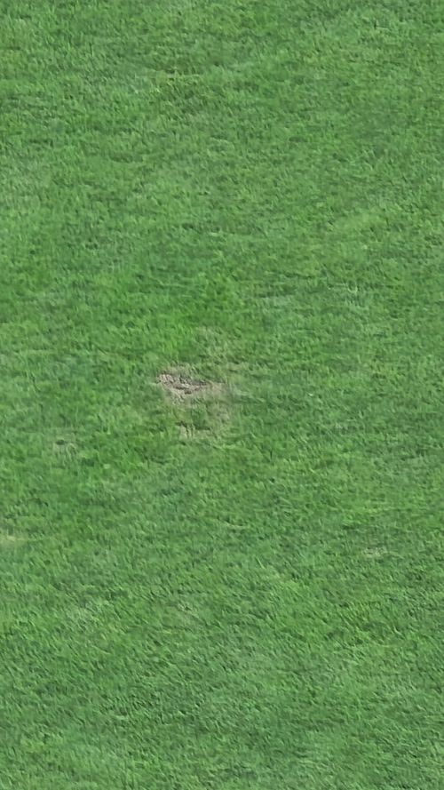 Gazonul de pe Ghencea la FCSB - Slobozia FOTO Theodor Jumatate GOLAZO (5).jpeg