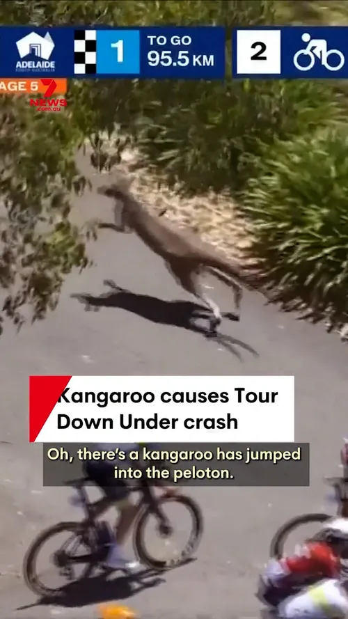 Doi canguri au provocat haos în Turul Down Under. Jay Vine a căzut de pe bicicletă (FOTO: 7News Adelaide)