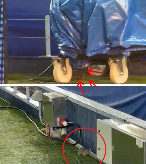 Șobolani pe Camp Nou!  Continuă problemele pe stadionul   Barcelonei,  a cărui renovare a costat 1,5 miliarde de euro