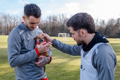 Dinamo s-a alăturat campaniei inițiate de Protecția Animalelor Ilfov FOTO Facebook (4).jpg