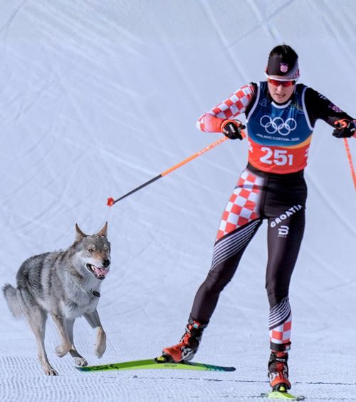 A furat toate privirile    FOTO.  Un câine a oferit   imaginile zilei  la Milano-Cortina »  Ce a făcut patrupedul