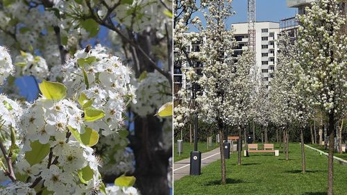FOTO | Și dl. Băluță se laudă cu cireșii japonezi înfloriți din parcul Tudor Arghezi. „Vă puteți bucura de frumusețea lor în următoarele săptămâni”