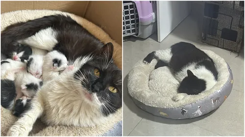 FOTO 🐈‍⬛ Missy, o pisicuță mamă salvată de pe străzi, are nevoie de o familie de oameni în București. E specializată în sesiuni lungi de tors și "frământat cozonaci"