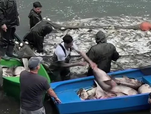 FOTO | Herăstrău golit. Bărci pline ochi cu pește, sute de kilograme scoase cu plasa din mâl: firma care le ridică plătește orașului „833 de dolari pe lună" pe tot lacul (77 de hectare)