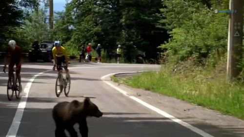 Un urs le-a tăiat calea cicliștilor în Turul Sibiului (FOTO: captură YouTube - Livestream Romania)