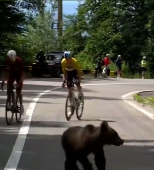 Atenție, cicliști: urs pe traseu!  Imaginile din   Turul Sibiului  fac înconjurul lumii: „În România se întâmplă chestii nebunești”. Au ajuns și în Marca