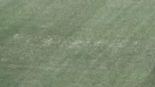 Gazonul de pe Ghencea înainte de FCSB - FC Argeș. FOTO Theodor Jumătate GOLAZO.ro
