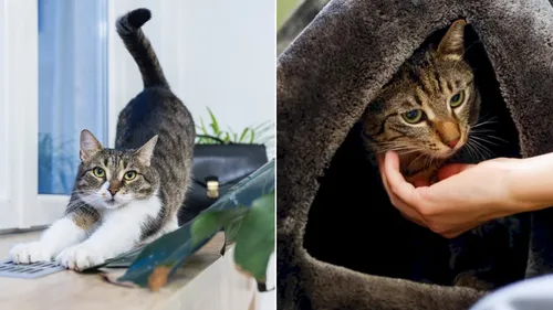 FOTO 🐈 Bucureștiul sărbătorește Ziua Internațională a Pisicilor. La mulți ani, Primărița Jessy, Leia de la Ministerul Mediului și Sushi și Oreo de la TPBI