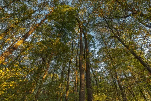 Orășelele și cartierele de bogați din Codrii Vlăsiei. Cum a devenit Pădurea Băneasa, cândva brâul verde al Bucureștiului, miza dezvoltatorilor imobiliari