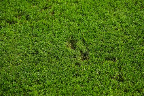 Gazonul de pe Giulești la meciul Rapid - FC Argeș FOTO GOLAZO (8).jpeg