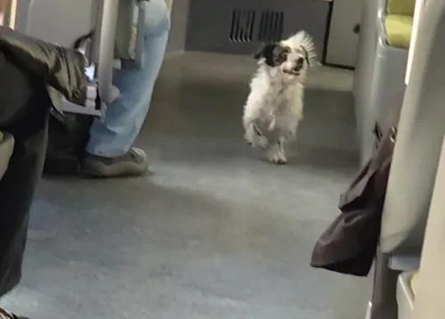 VIDEO | Un cățel cu ochi ca de pirat s-a urcat în autobuzul 386 la Cișmigiu, să-și caute stăpânul. A cercetat toți căîlătorii până la prima, unde s-a dat jos și-a pornit spre Sala Palatului